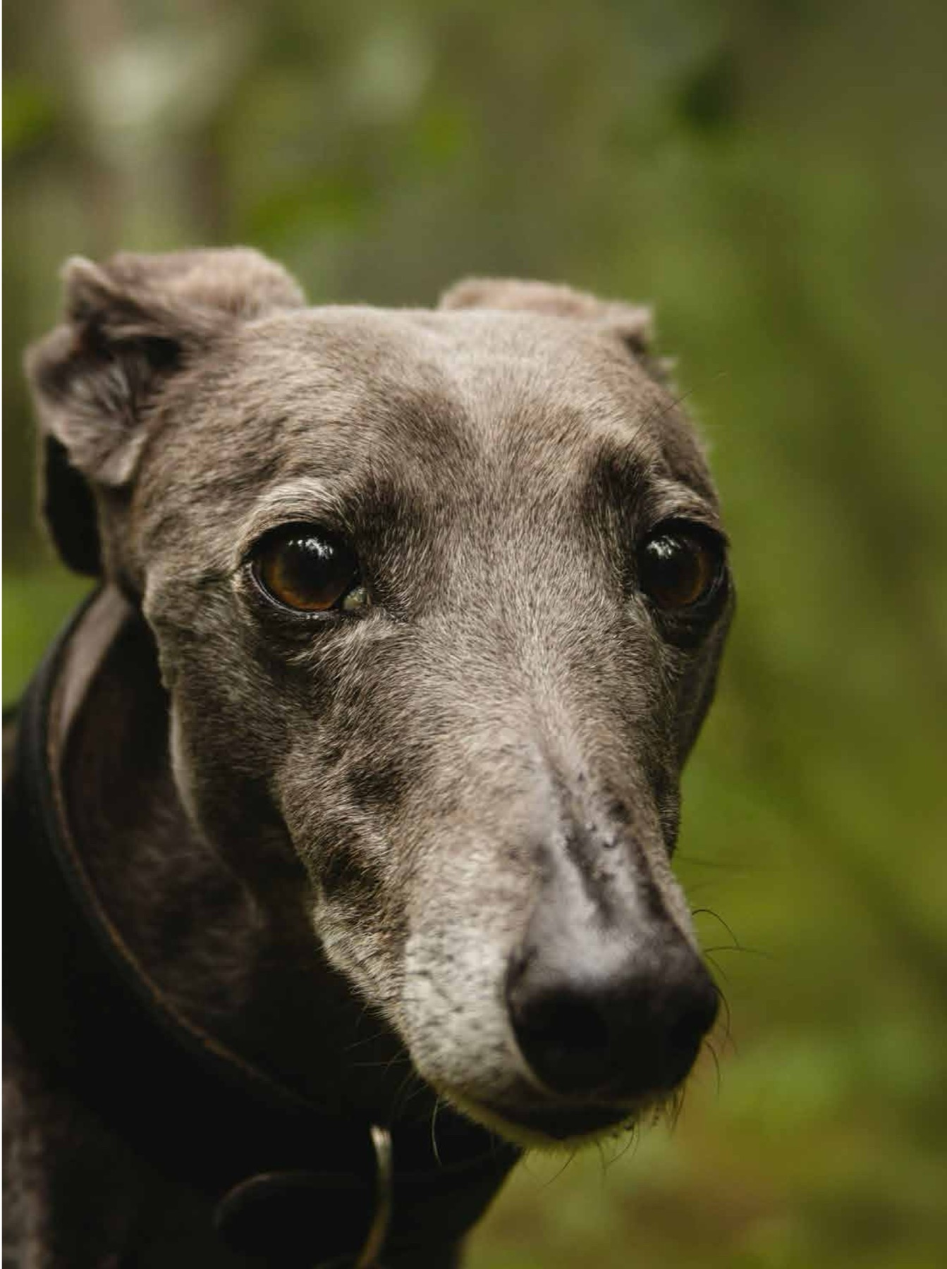 Close-up portrait of a greyhound looking toward the camera